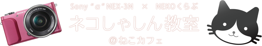 Sony “α”NEX-3N　×　NEKOくらぶネコしゃしん教室 ＠ねこカフェ